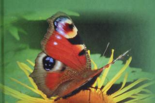 Megjelent Patkó Ferenc: Rovarok és élőhelyeik című kötete